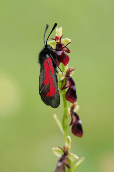 Orchideenliebhaber (Foto: Manuela Hahnebach)