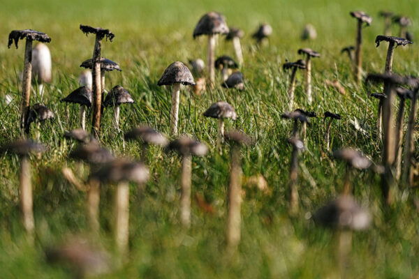 Pilzwald (Foto: Roland Kastner)