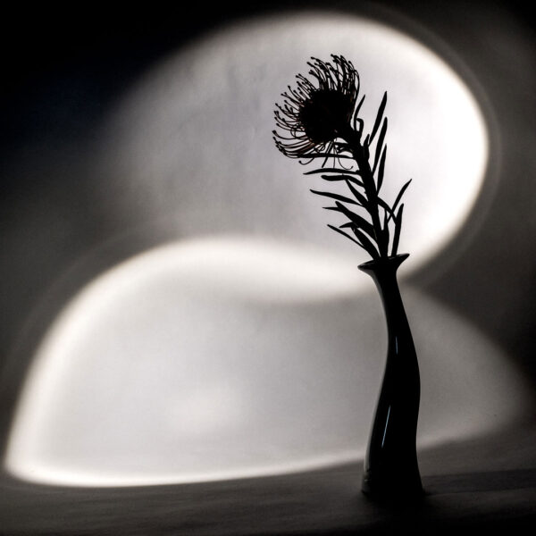 Protea (Foto: Uli Pfeufer)