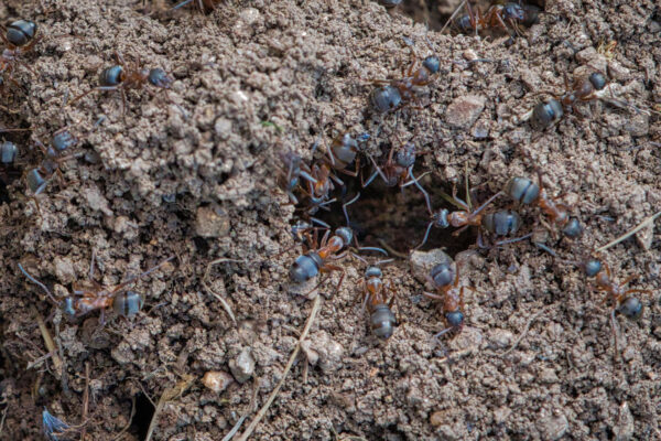 Schatzsucher (Foto: Roland Kastner)