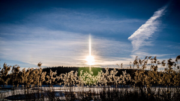 Schilfrand (Foto: Uli Pfeufer)