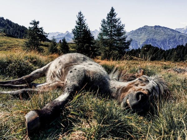 Schlafenszeit (Foto: Jens Gutberlet)
