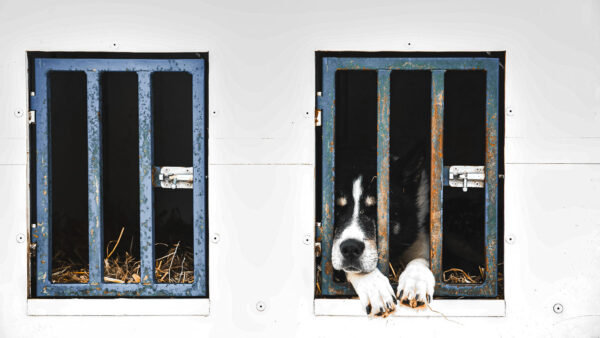 Stallwächter (Foto: Jens Gutberlet)