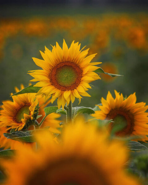 Sunflower (Foto: Michael Oehlsen)