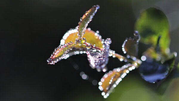 Tropfenmoment (Foto: Kerstin Wolff)