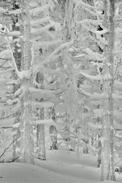 Verschneit (Foto: Dietmar Schmidt)