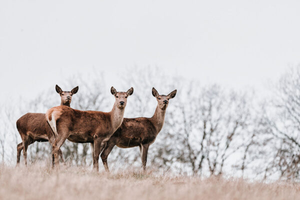 Serie: Paarhufer 1 (Foto: Jens Gutberlet)
