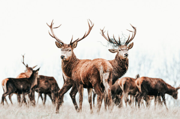 Serie: Paarhufer 3 (Foto: Jens Gutberlet)