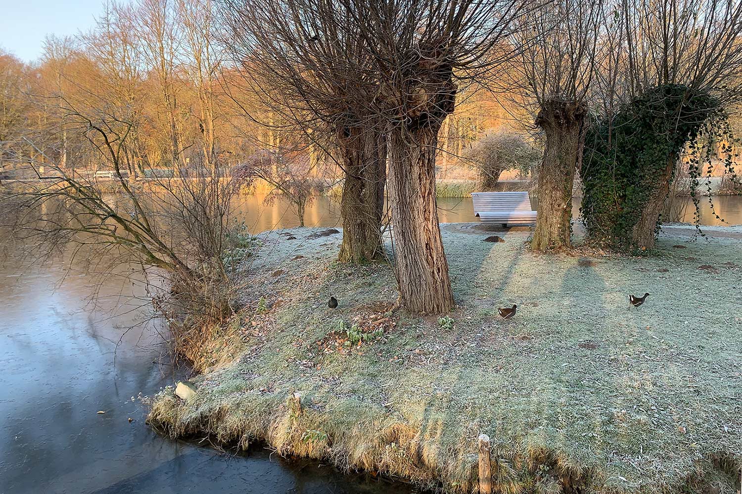 2022-01-10-Frostiger-Morgen-im-Park-IMG_4723-ak-5 Frostiger Morgen im Park (Foto: Andreas Kuhrt)