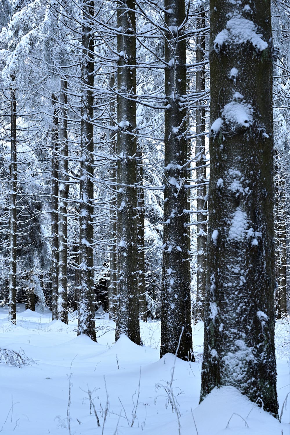 Kein Fotoclub