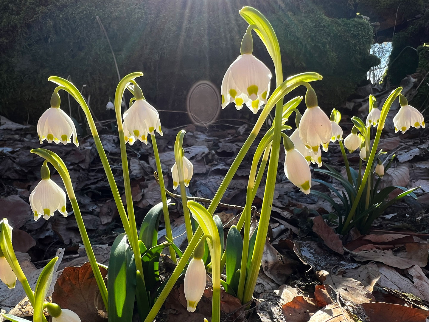 2022-03-10-im-gegenlicht-mh-6.33 Im Gegenlicht (Foto: Manuela Hahnebach)