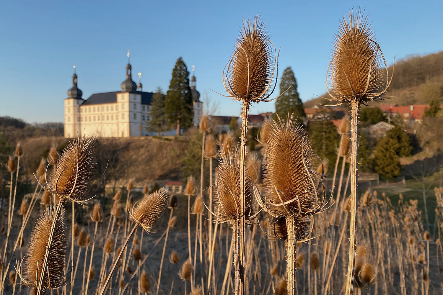 2022-03-11-Im-Distelwald-IMG_4865b-ak-6.33 Im Distelwald (Foto: Andreas Kuhrt)