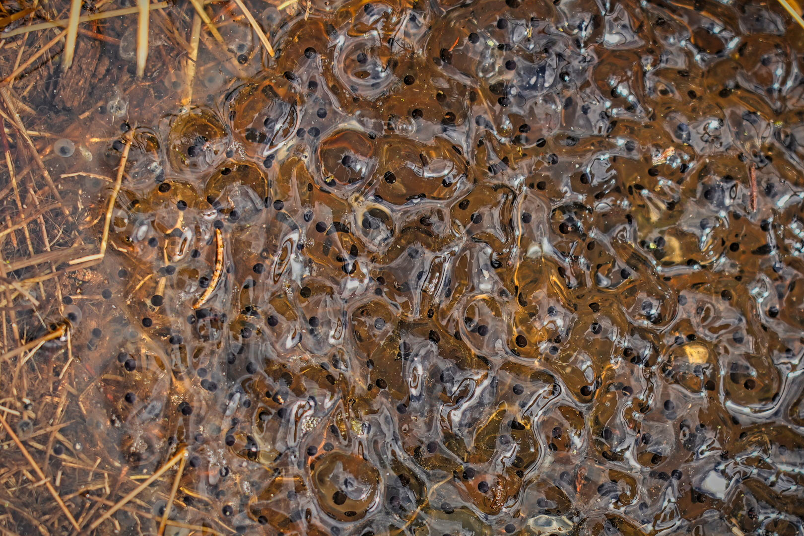 Fotoclub: Mappenthema: Spiel
