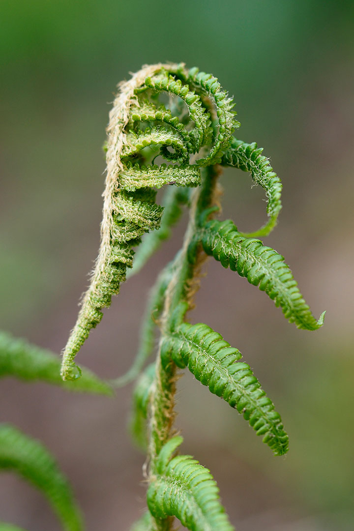Farn (Foto: Manuela Hahnebach)