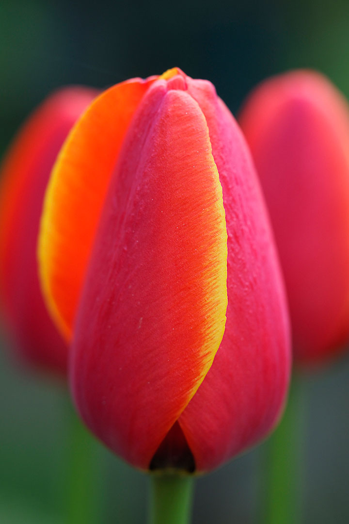 Gelbe Kante (Foto: Manuela Hahnebach)