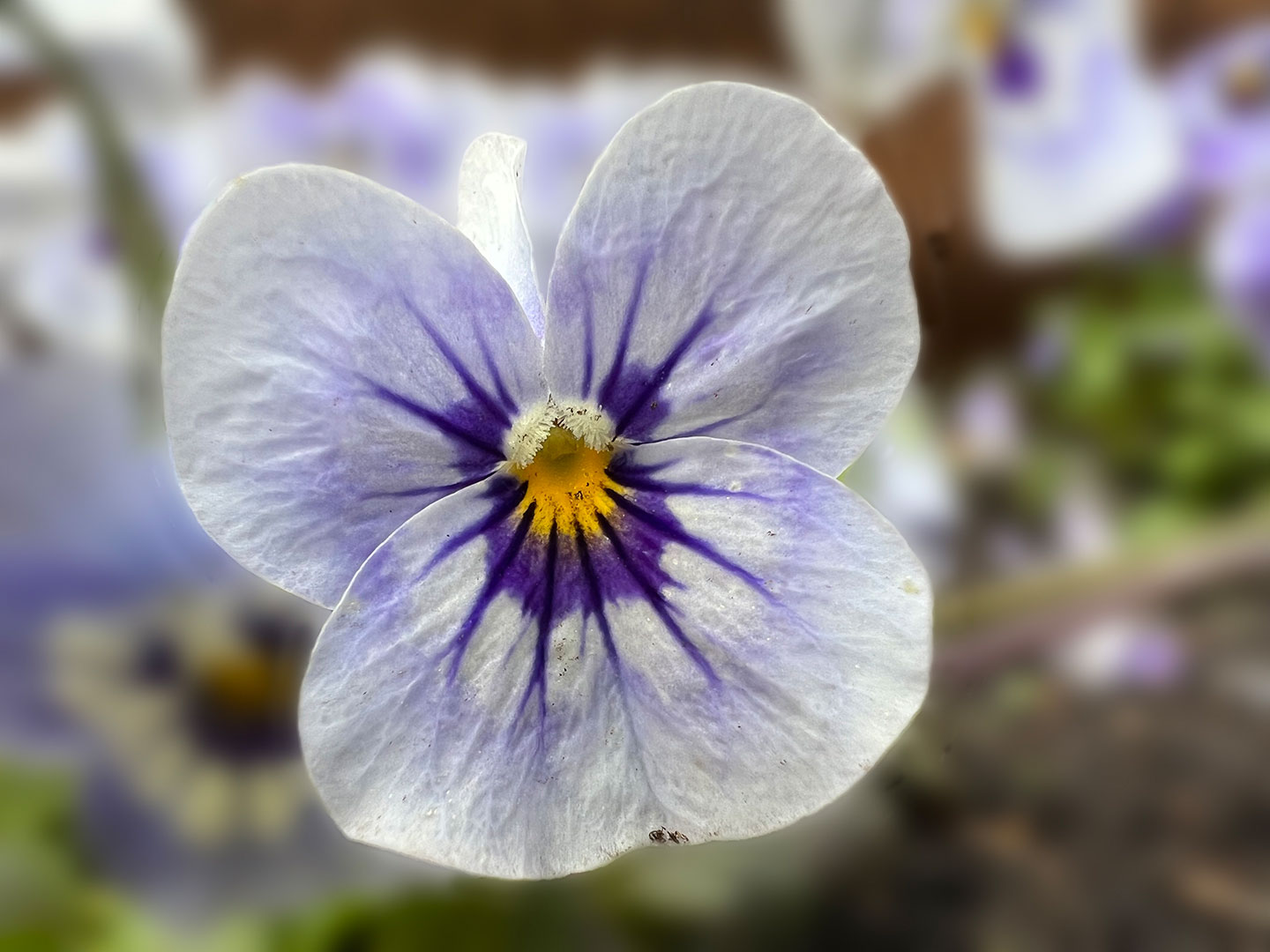 Mütterchen (Foto: Manuela Hahnebach)