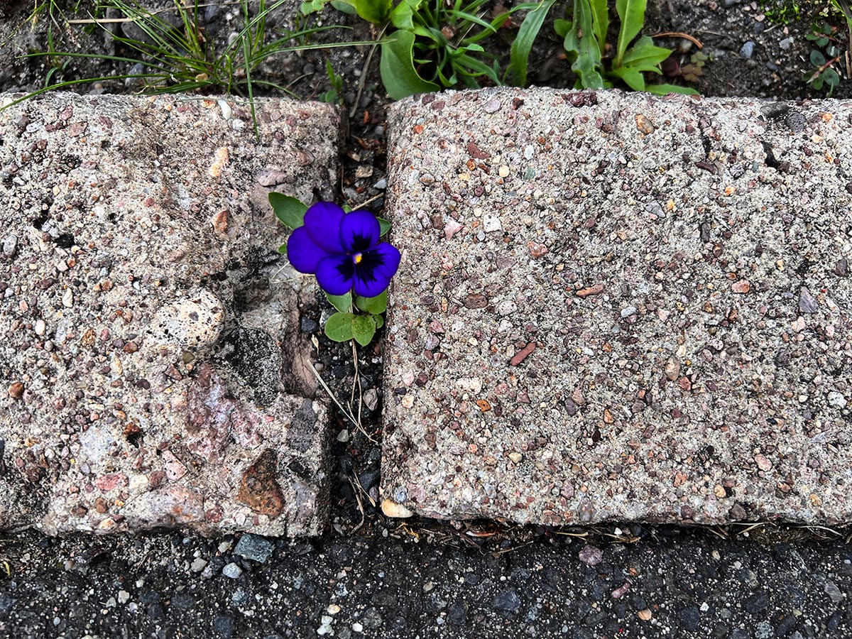 Bordstein (Foto: Manuela Hahnebach)