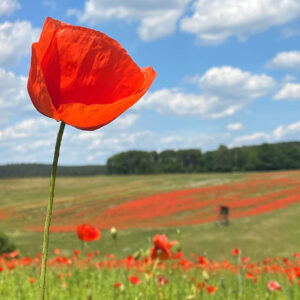 <b>18.07.-27.08.2022</b> Sommerpause in der Musikschule