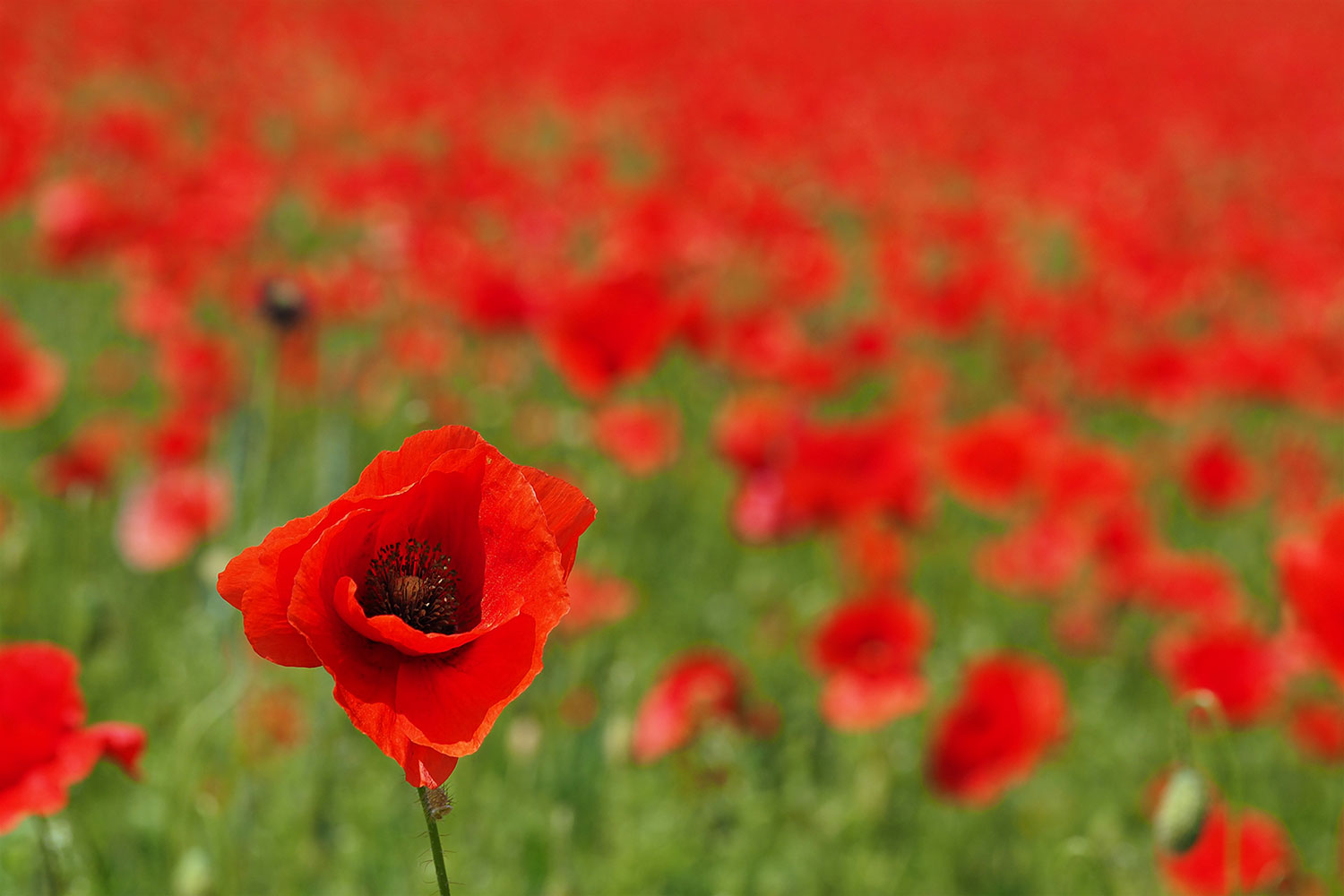 Feld (Foto: Manuela Hahnebach)