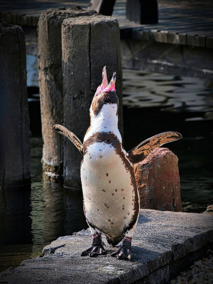 Schreihals (Foto: Roland Kastner)