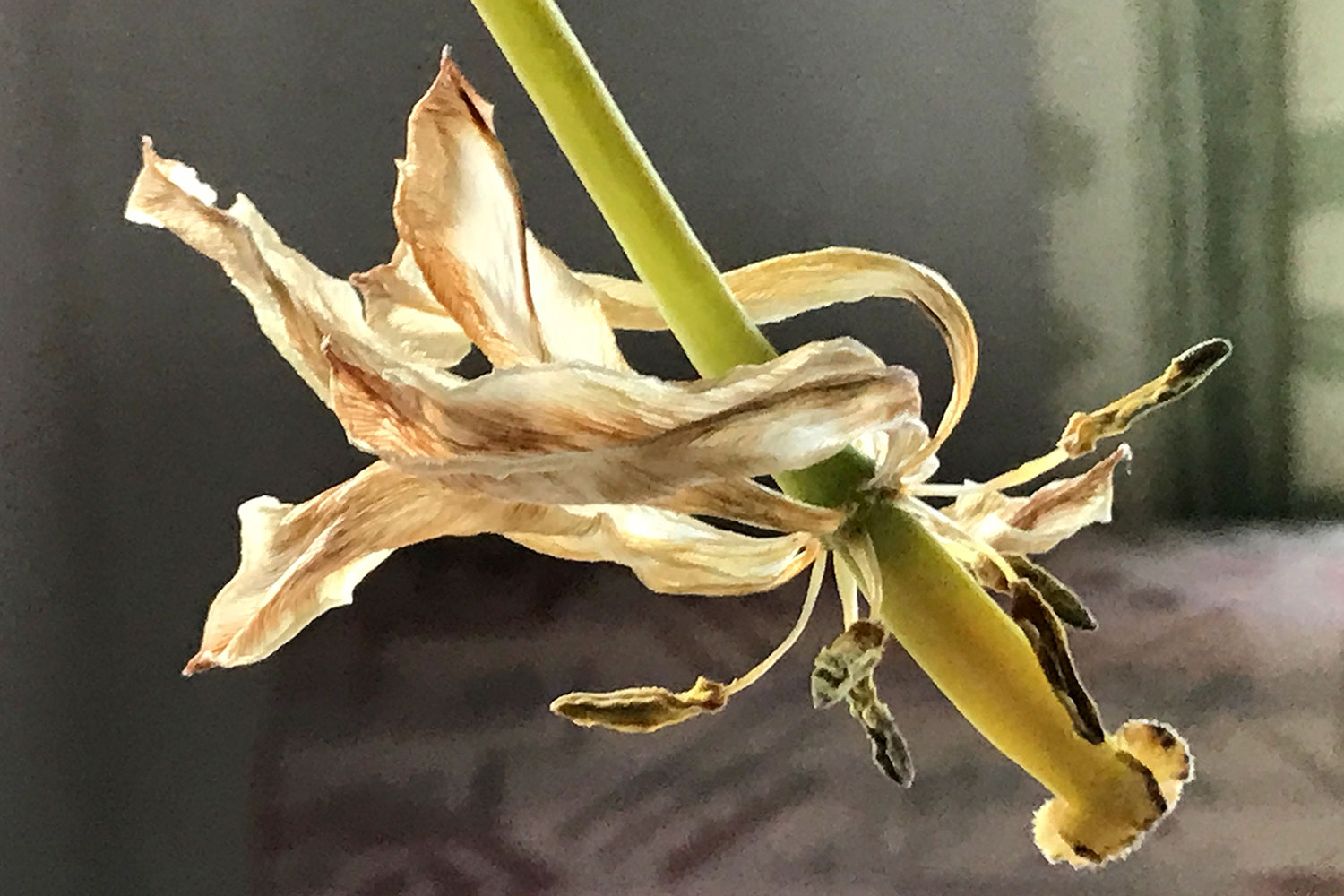 Fotoclub: Bild des Monats 7.2019
