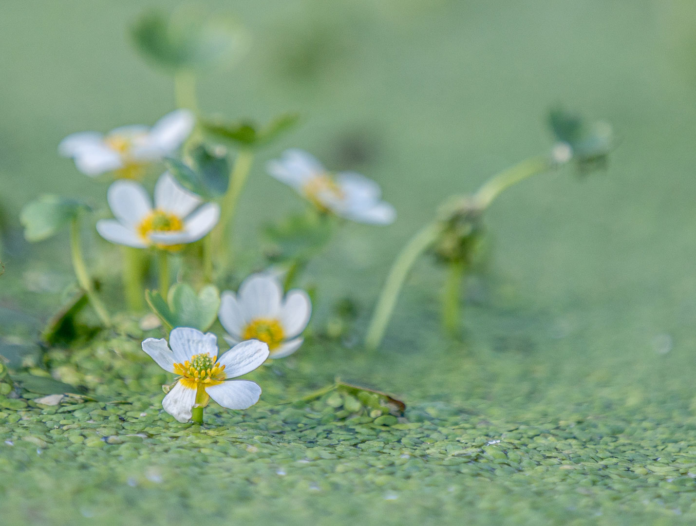 Wasserschönheit (Foto: Uli Pfeufer)