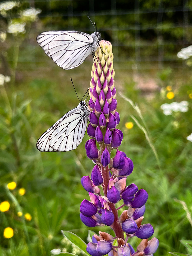 Zu zweit (Foto: Manuela Hahnebach)