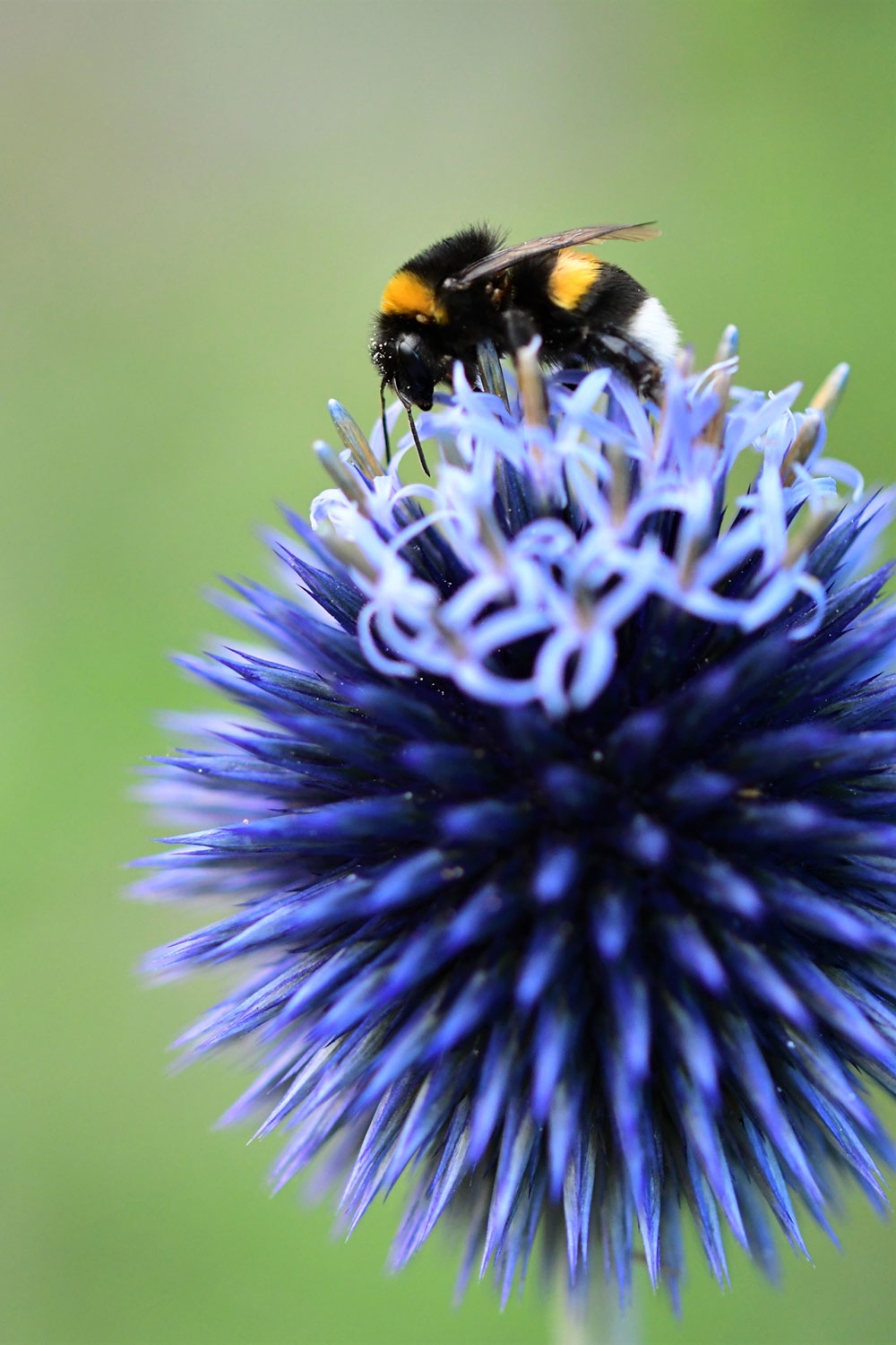 2022-07-19-Hummel-ds-5.67 Hummel (Foto: Dietmar Schmidt)