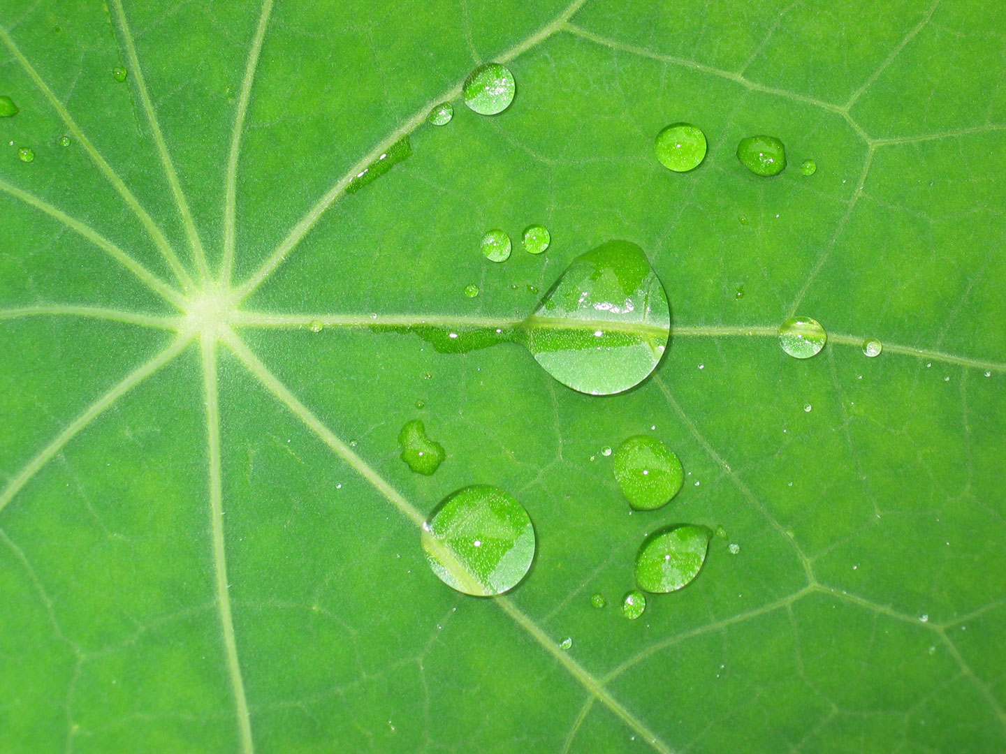 2022-09-18-Nach-dem-Regen-cg-6 Nach dem Regen (Foto: Claus Gebhardt)
