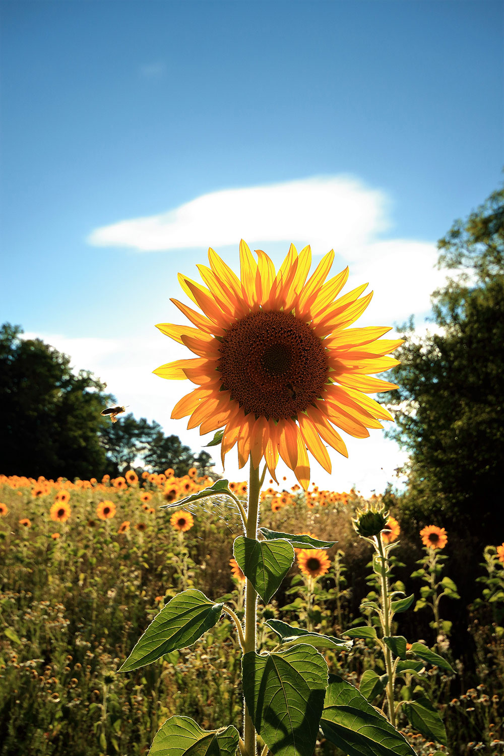Fotoclub: Bild des Monats 06.2022