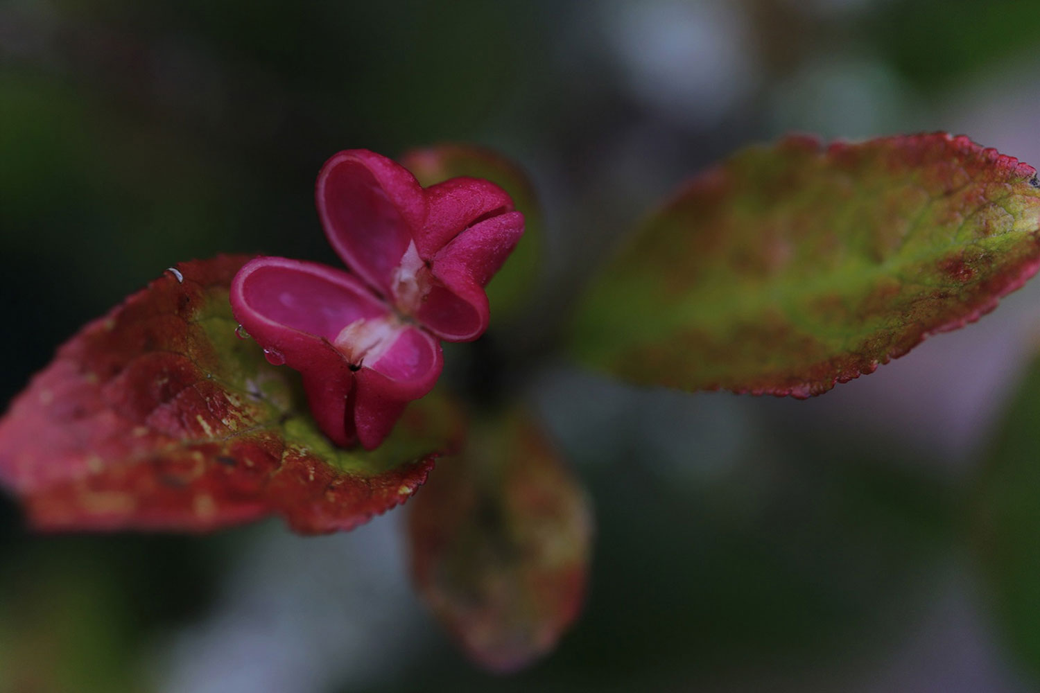 Oben offen (Foto: Kerstin Wolff)