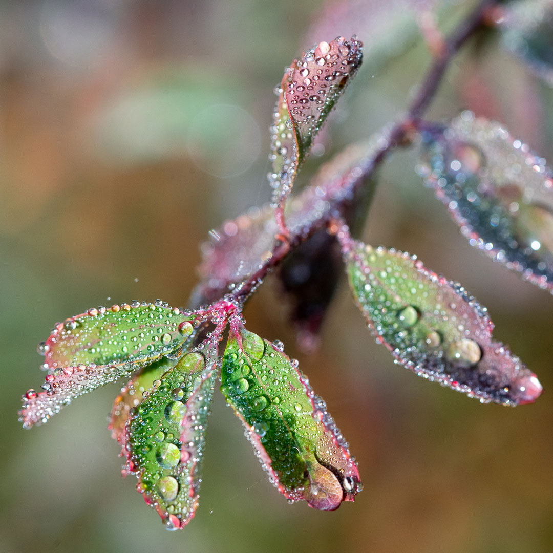 Tau (Foto: Uli Pfeufer)