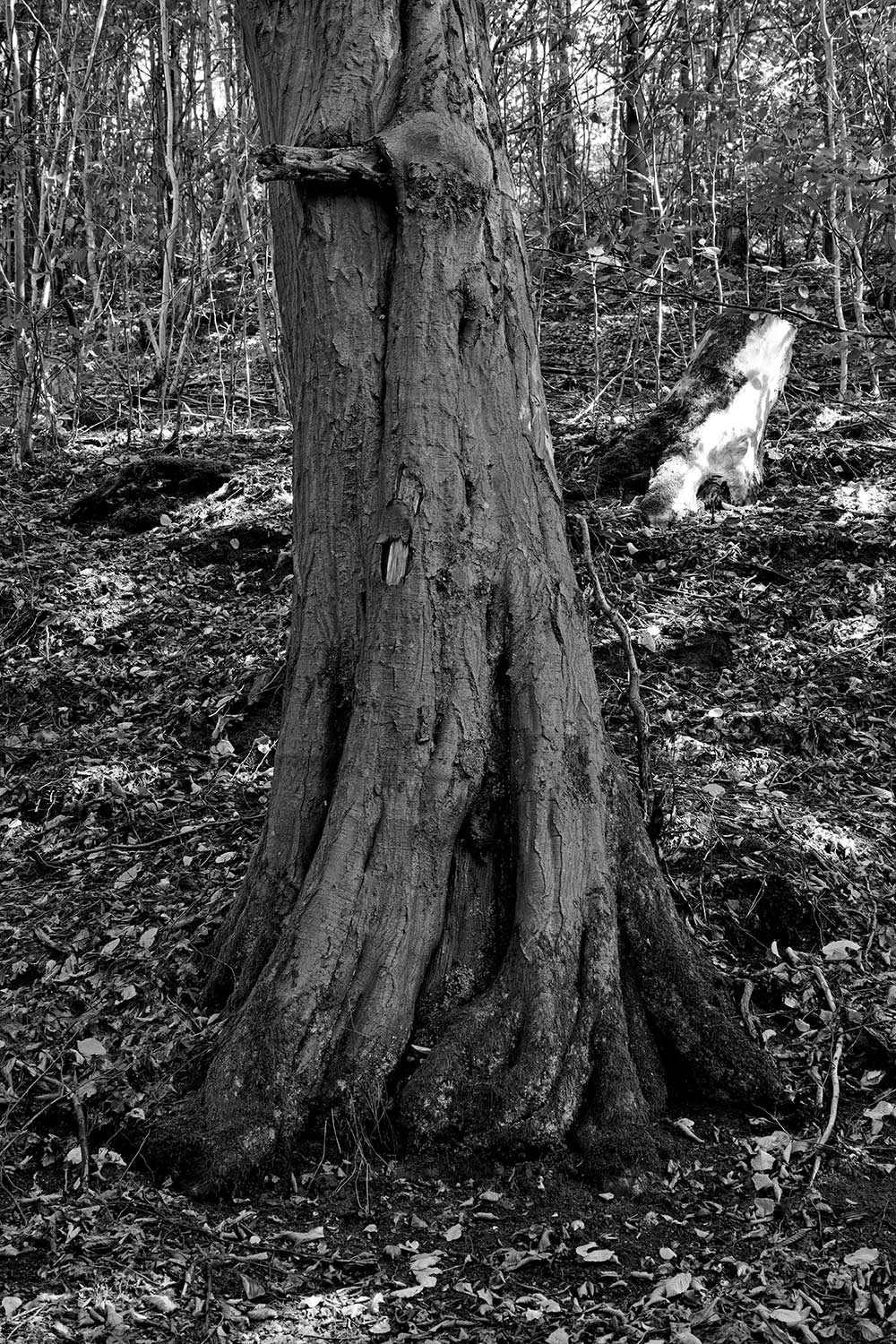 Fotoclub online: Mappenbewertung Jenaer Fotoclub