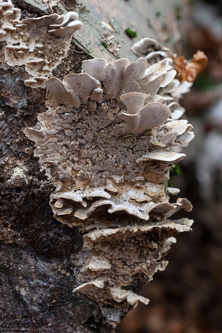 Fotoclub: Bewertung Bild des Jahres 2021 Fotoclub Themar