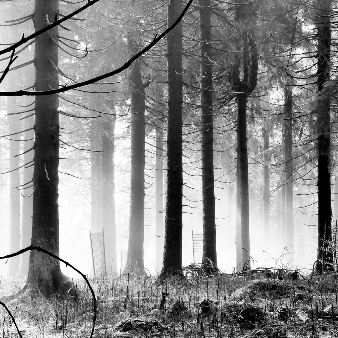 In den Dunst (Foto: Uli Pfeufer)