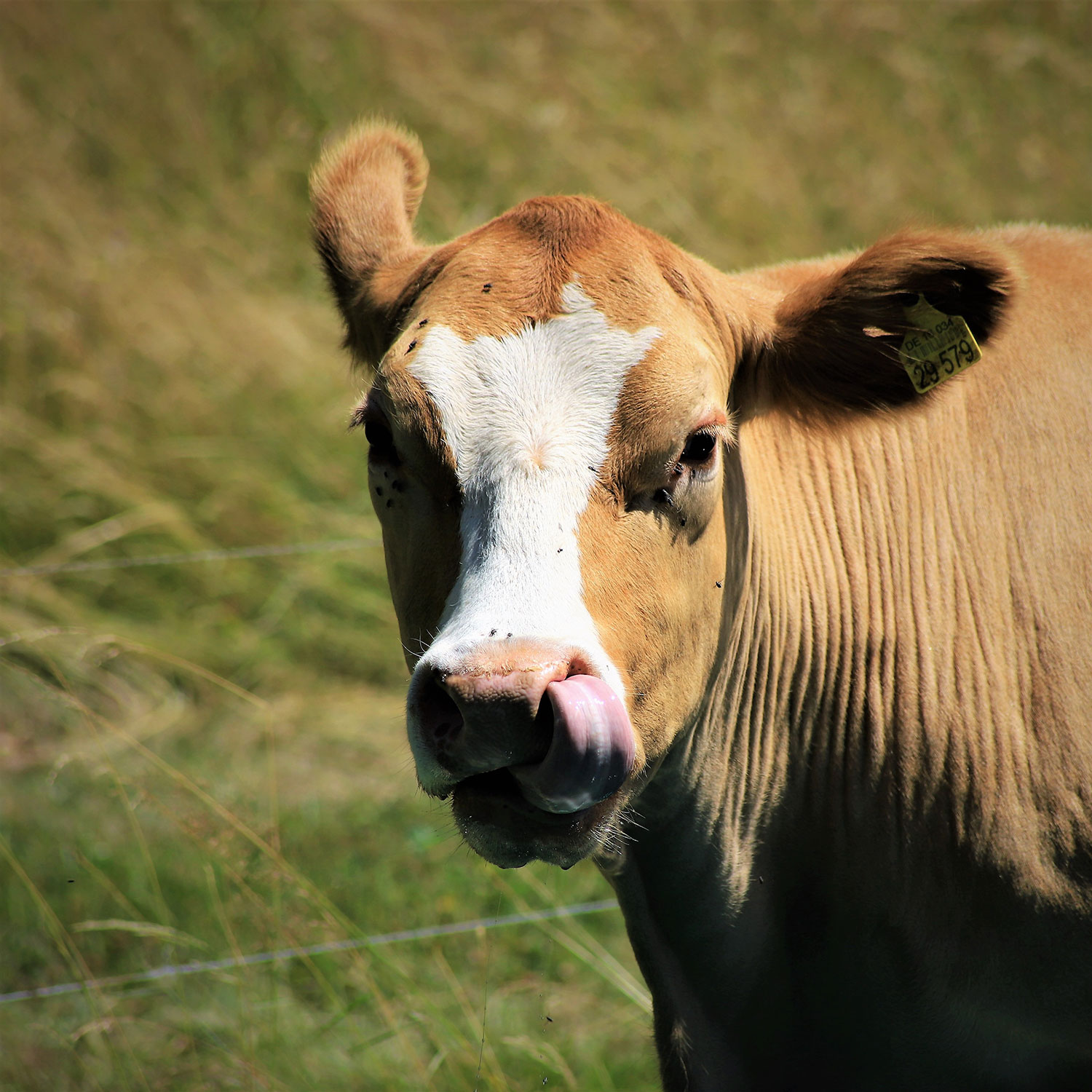 Zungenspiel (Foto: Michael Stürtz)