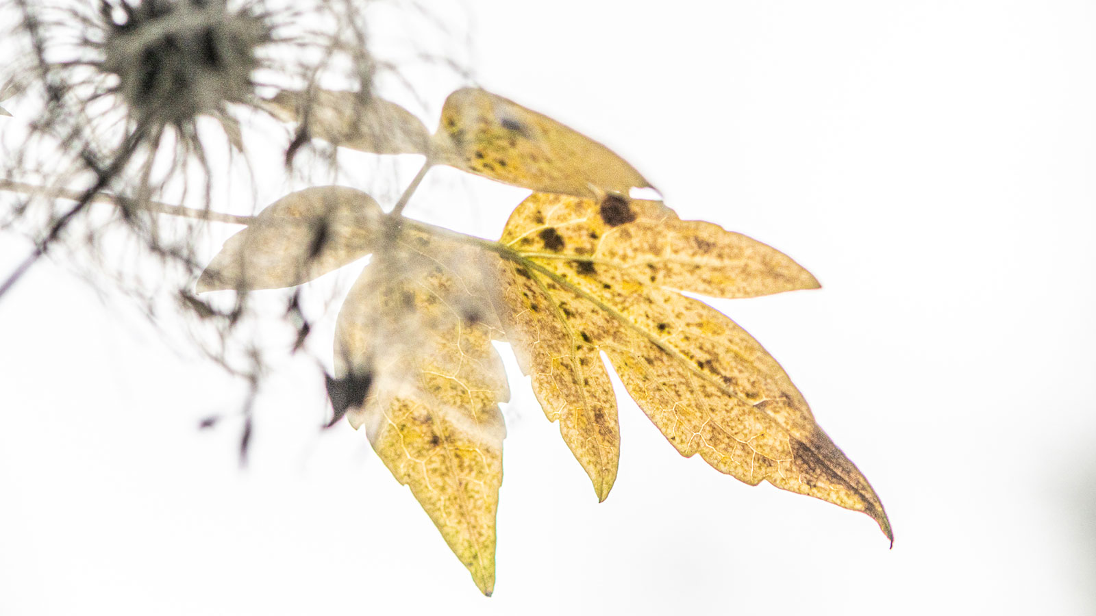 Serie: Focus 2 (Foto: Uli Pfeufer)