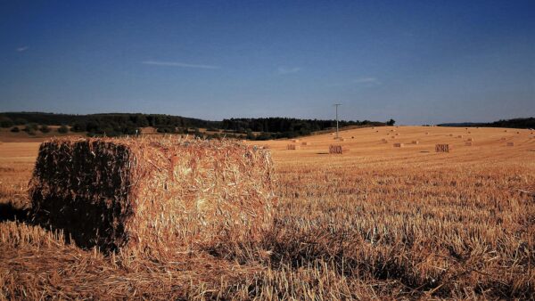 Abgeerntet (Foto: Michael Stürtz)