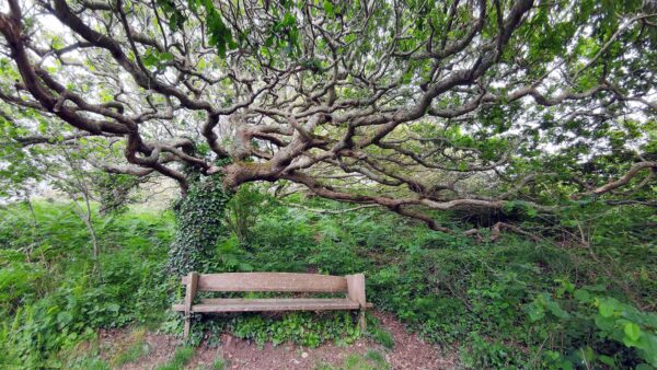 Bank (Foto: Peter Maximilian Schmidt)