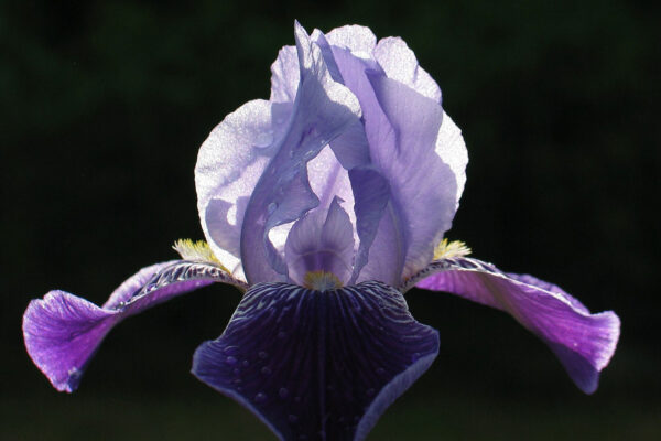 Blau (Foto: Claus Gebhardt)