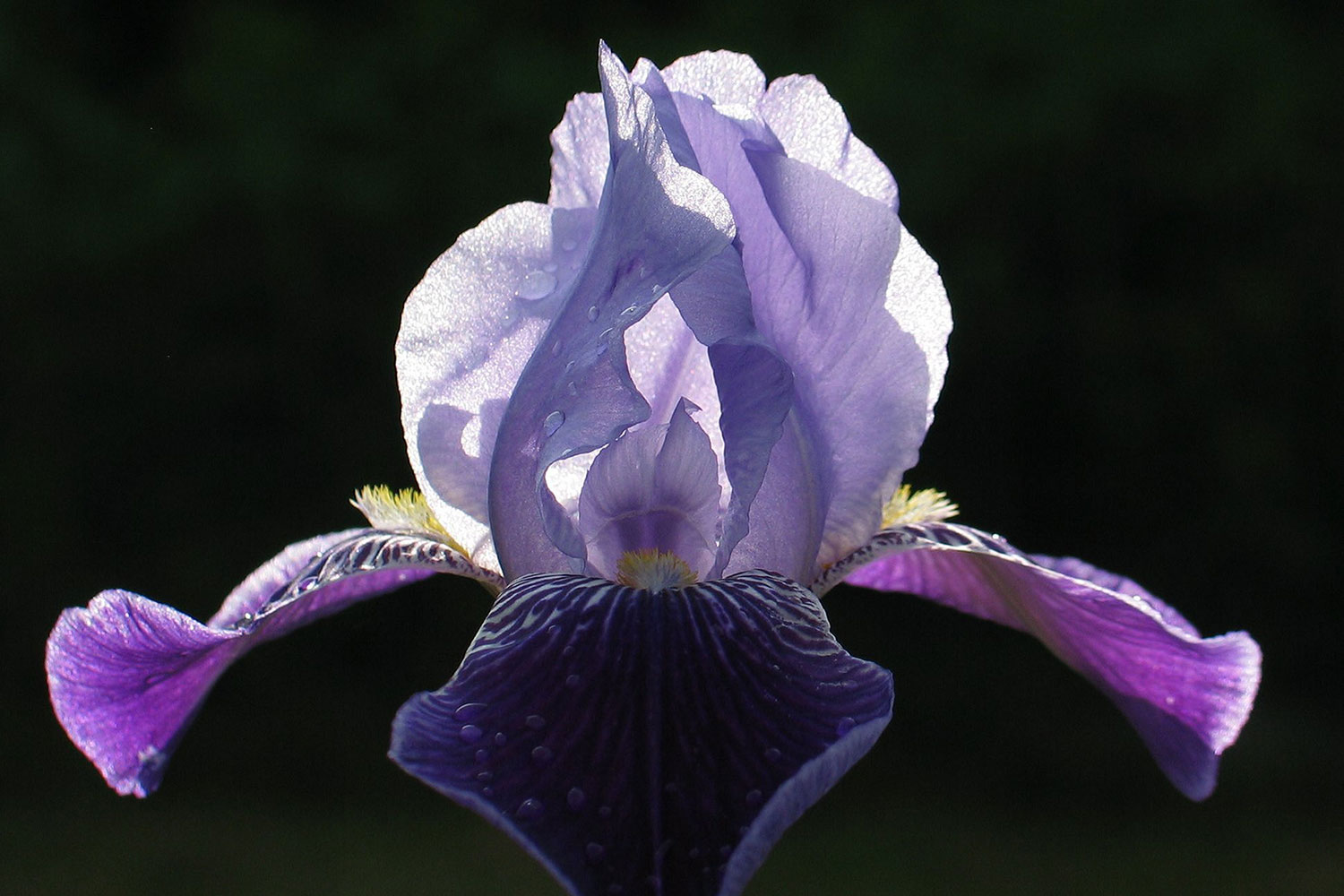 Blau (Foto: Claus Gebhardt)