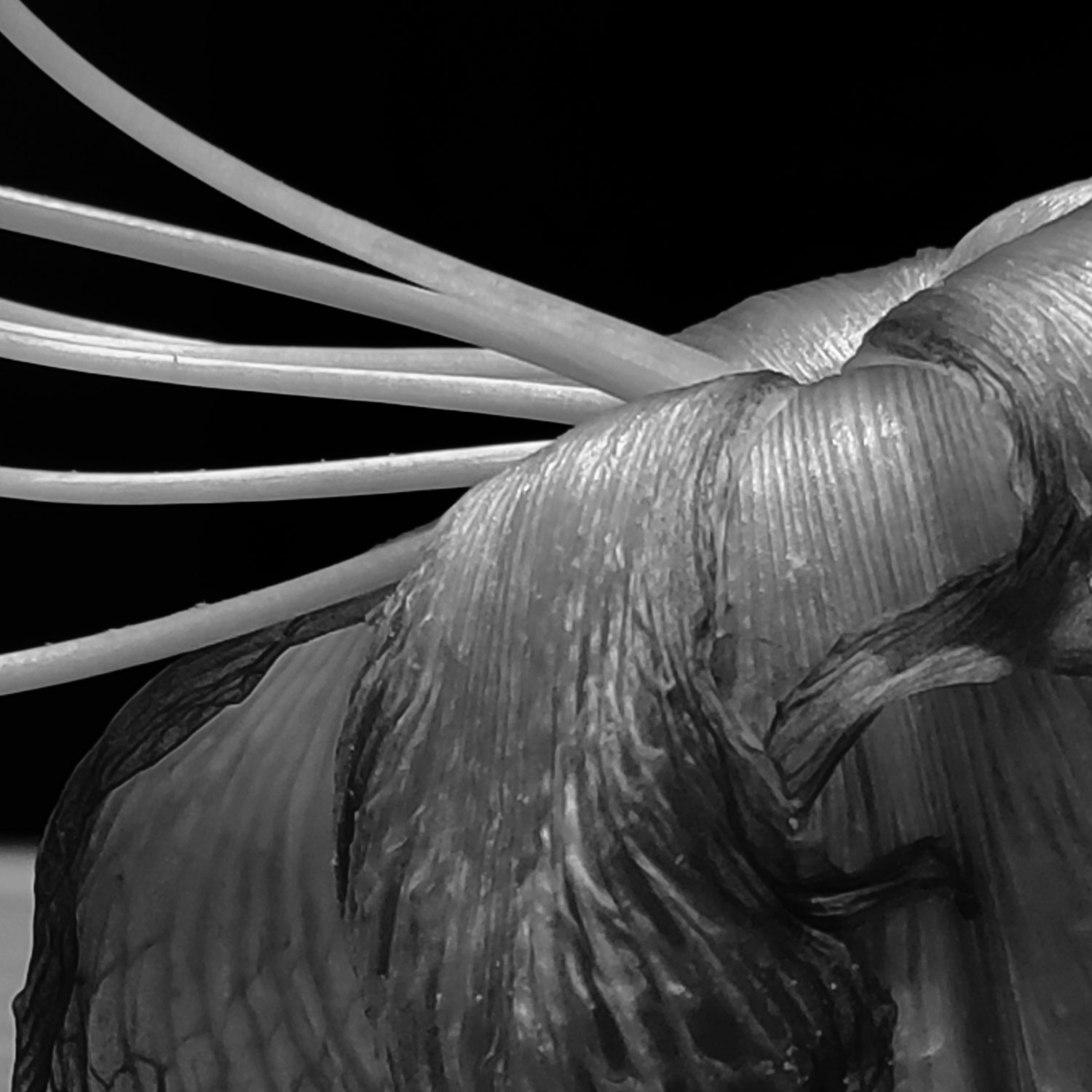 Blühte (Foto: Peter Maximilian Schmidt)