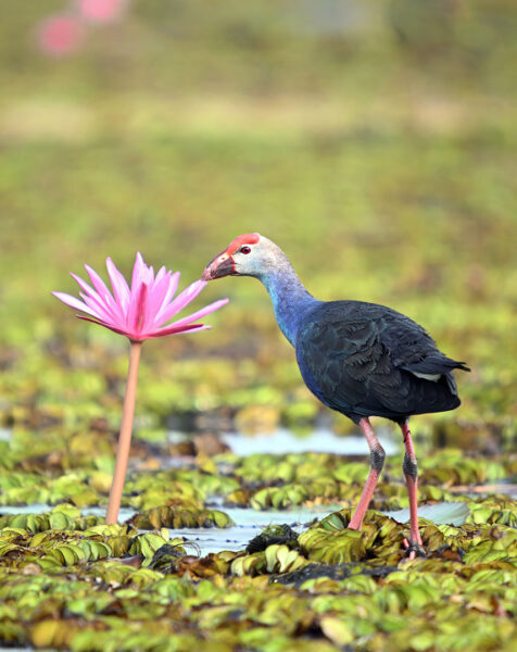 Danke für die Blume (Foto: Michael Ritter)