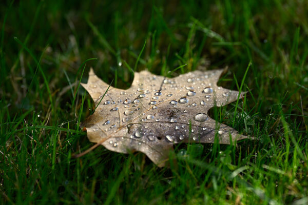 Der goldene Herbst ist da (Foto: Michael Ritter)