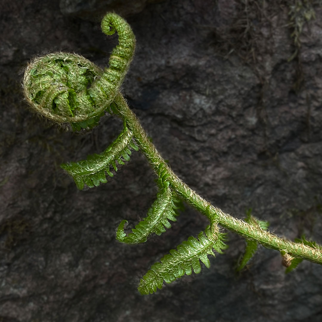 Entfaltung (Foto: Andreas Kuhrt)