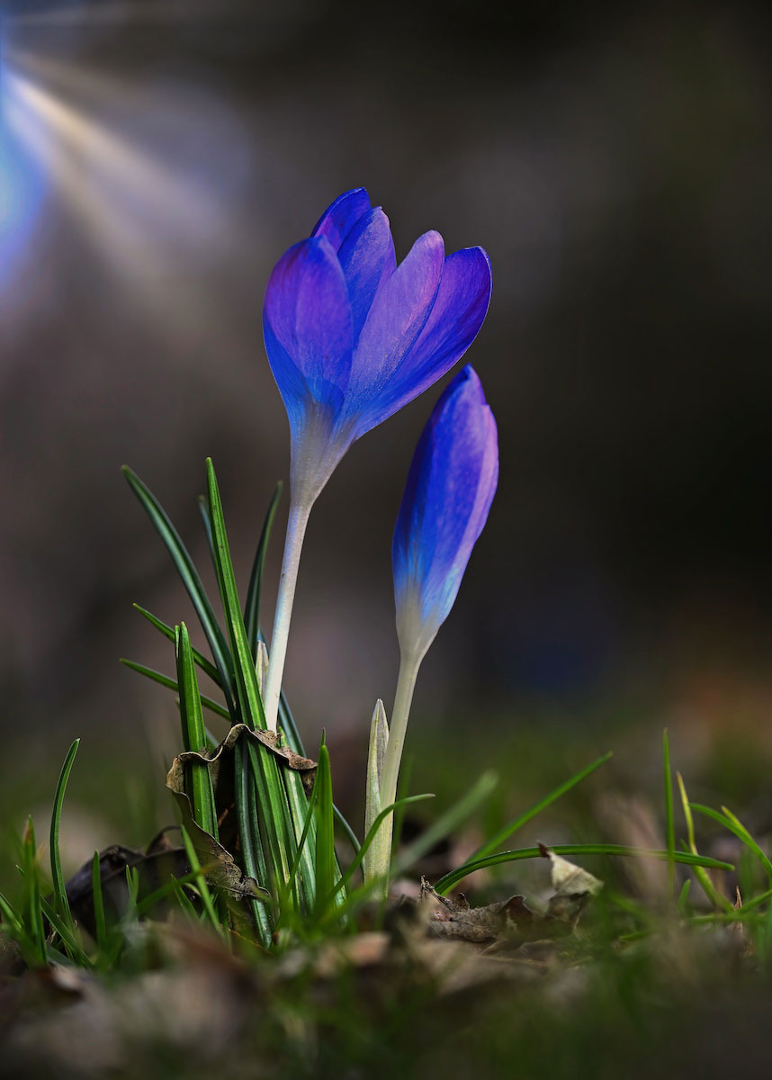 Erste Sonne (Foto: Michael Ritter)