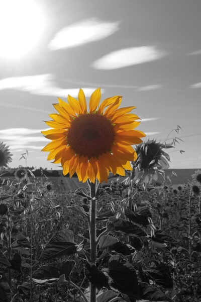 Etwas Farbe (Foto: Kerstin Wolff)