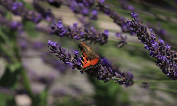 Fertig zum Abflug (Foto: Kerstin Wolff)