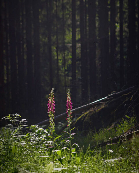 Fingerhut (Foto: Michael Oehlsen)