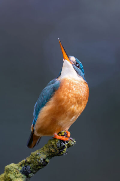 Fliegende Fische? (Foto: Michael Ritter)